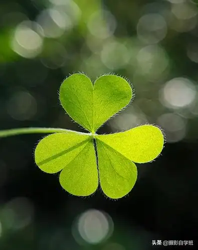 路边小叶子咋拍成漂亮文艺照片这4个摄影技巧简单实用
