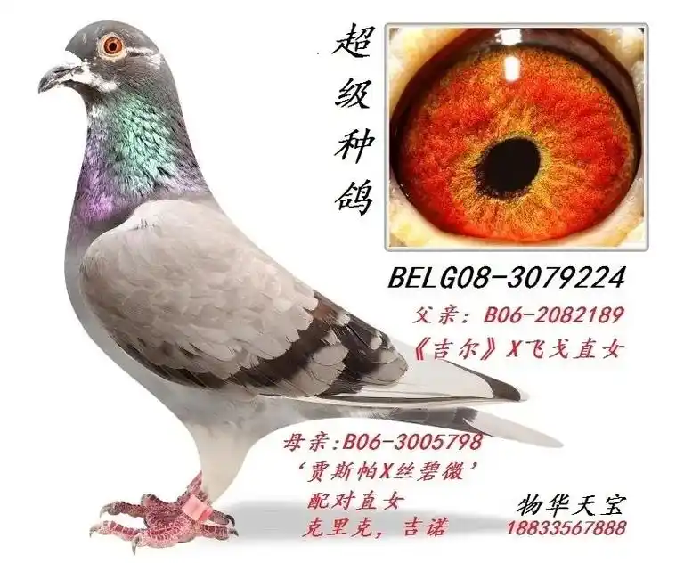 最新引进飞戈实战系单鸽赢奖金1100w外加8辆豪车期待明年发挥