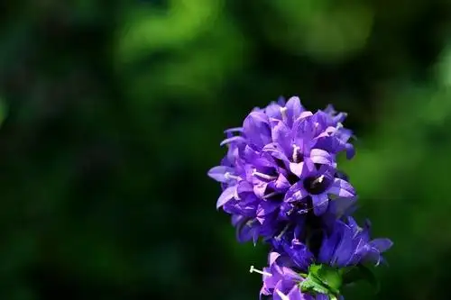 11,(2)聚花风铃草1,别名:聚铃花.株高:40-100cm.花色:蓝,白,紫.花期:5