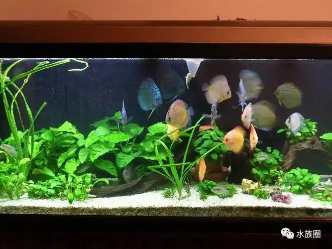 那些年我迷过的七彩神仙造景缸!