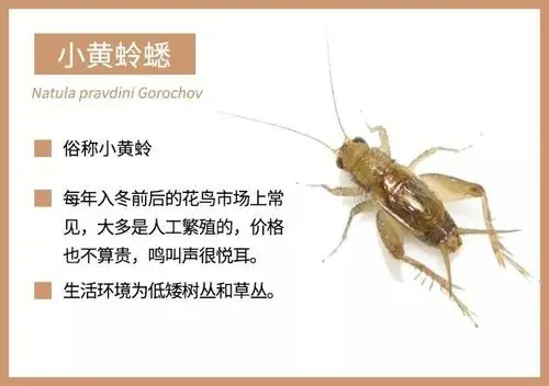 小时候常养着玩儿的蛐蛐,现在还能养吗?