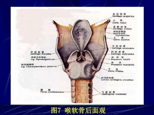 喉软骨后面观