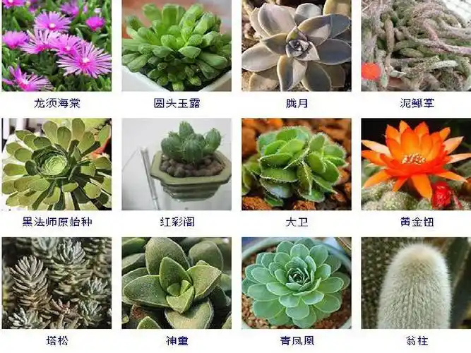 255种多肉植物图片及名称ppt