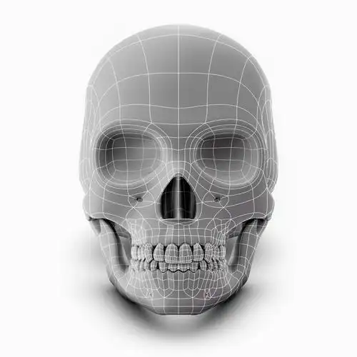 女性牙科头骨3d模型