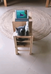 英短猫坐在板凳上看动画片,一副社会大哥的姿态,网友:喵界大佬