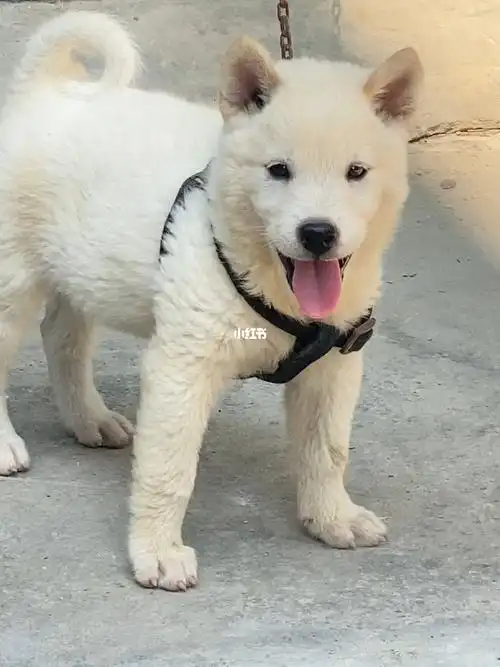 金钱尾小白母品相颜值一等一有喜欢的吗