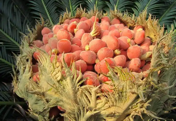 长沙6岁女童吃一颗铁树果,致中毒呕吐 铁树果到底有多毒?