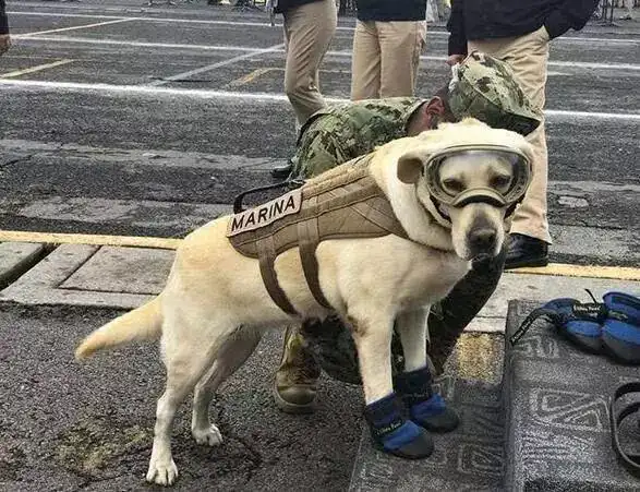 拉布拉多作为警犬它的优秀大家有目共睹来欣赏一下它的魅力吧