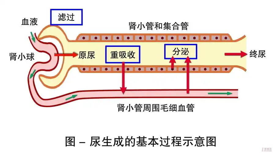 生理课件示意图(完毕)