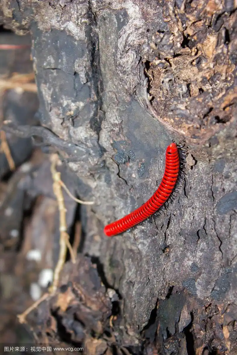 树上的一只红色蜈蚣.