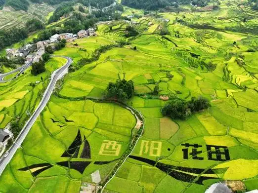 航拍酉阳花田乡何家岩村梯田. 陈碧生 摄