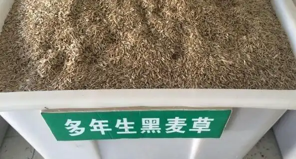 景县一(小龙虾种虾苗)价格查询-河北农业