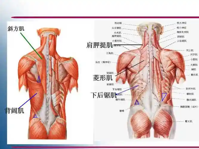 5背部,臀部深层-解剖学