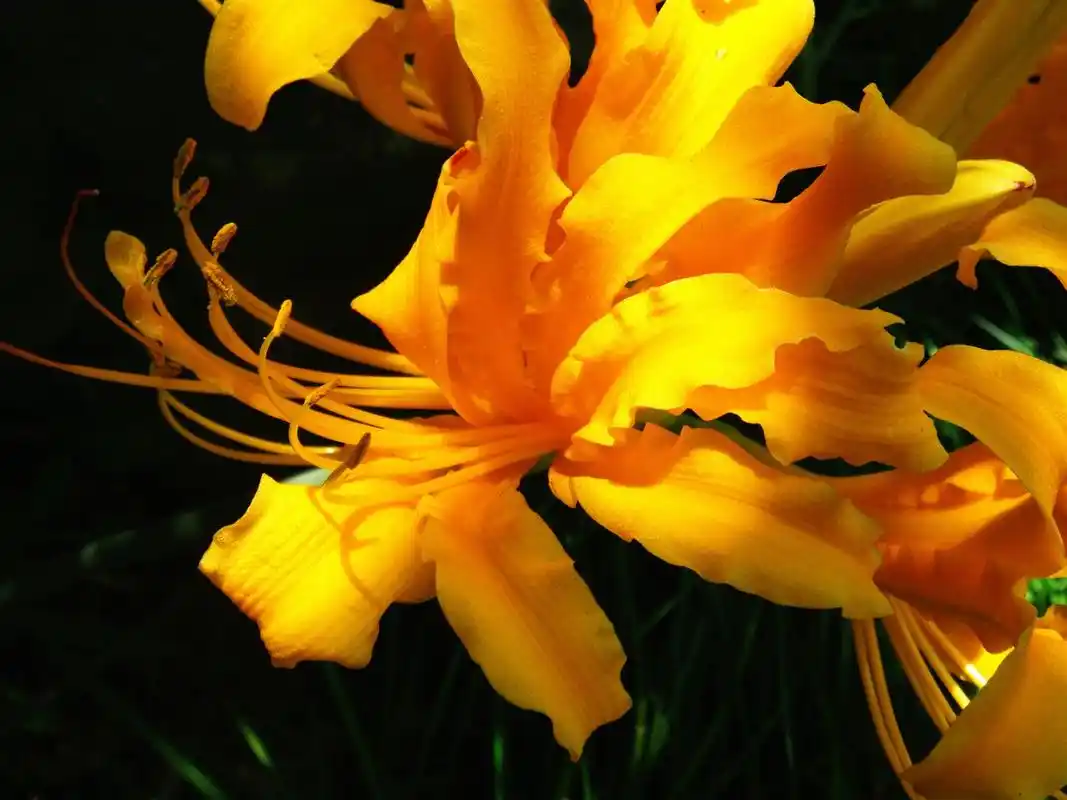 黄色彼岸花摄影图片桌面壁纸