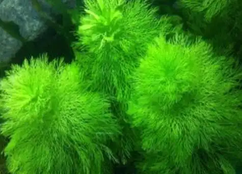 家养大宝塔水草方法