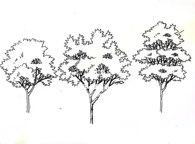 分享三种复杂程度不一的树,可作为效果图中的前景树或中景树,画出来的