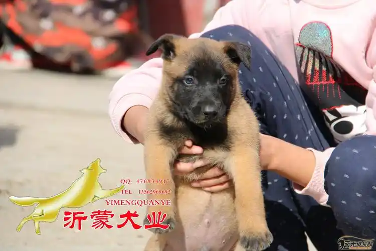 赛虎一窝小鲜肉