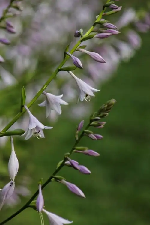 素雅浪漫紫玉簪