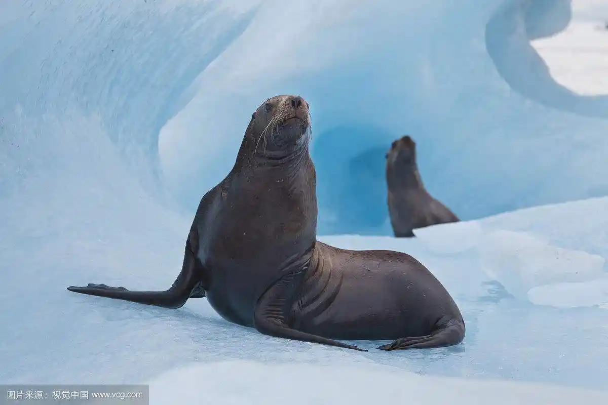 海狮与海狗的介绍