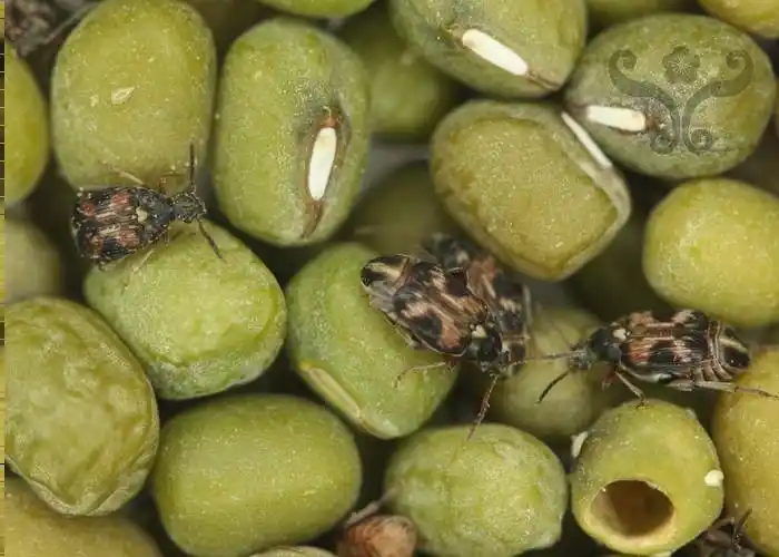 展开全部 这个虫子是豆象,一种吃豆类粮食的害虫.