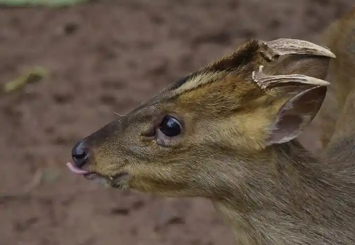 宾得kx双套头学拍黄猄