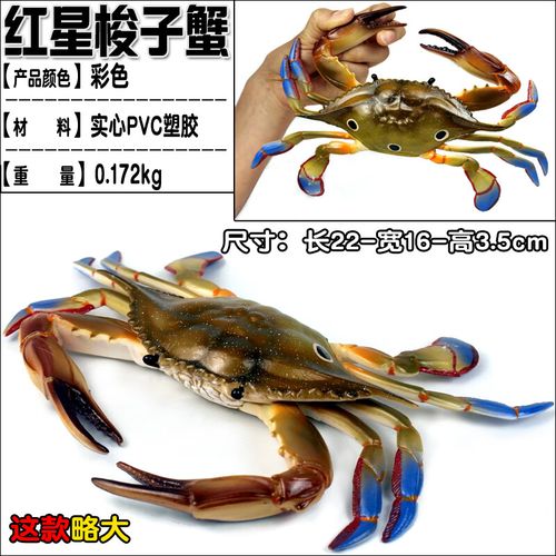 仿真海底海洋动物 仿真海洋动物红星梭子蟹模型玩具摆件海底海鲜l