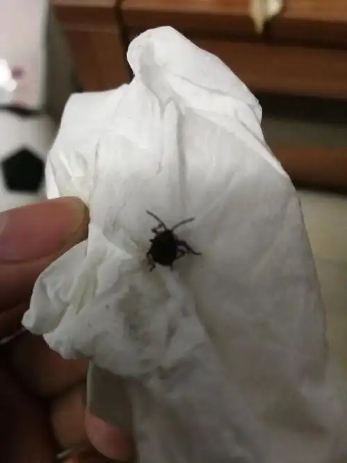 请问这是什么虫,突然出现在家里衣服里.