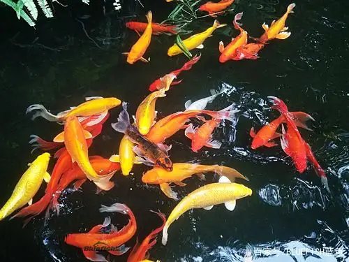 东莞可园锦鲤(bluefish蓝鱼摄影)