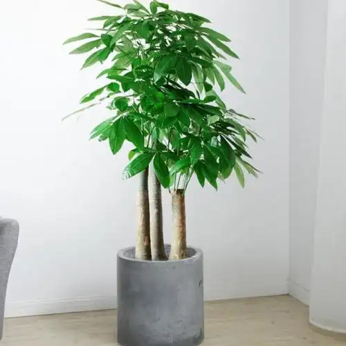 卧室适合养什么花和植物好(卧室适合养什么花和植物好图片)