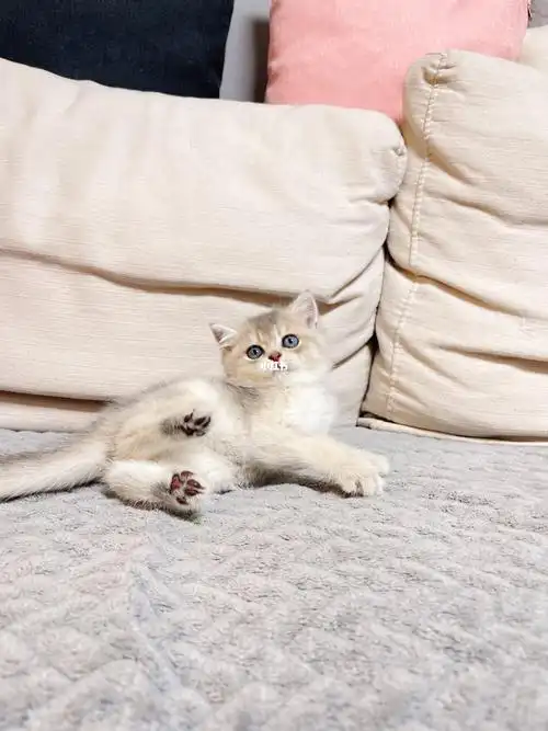 紫金血蓝金渐层弟弟只要2k多