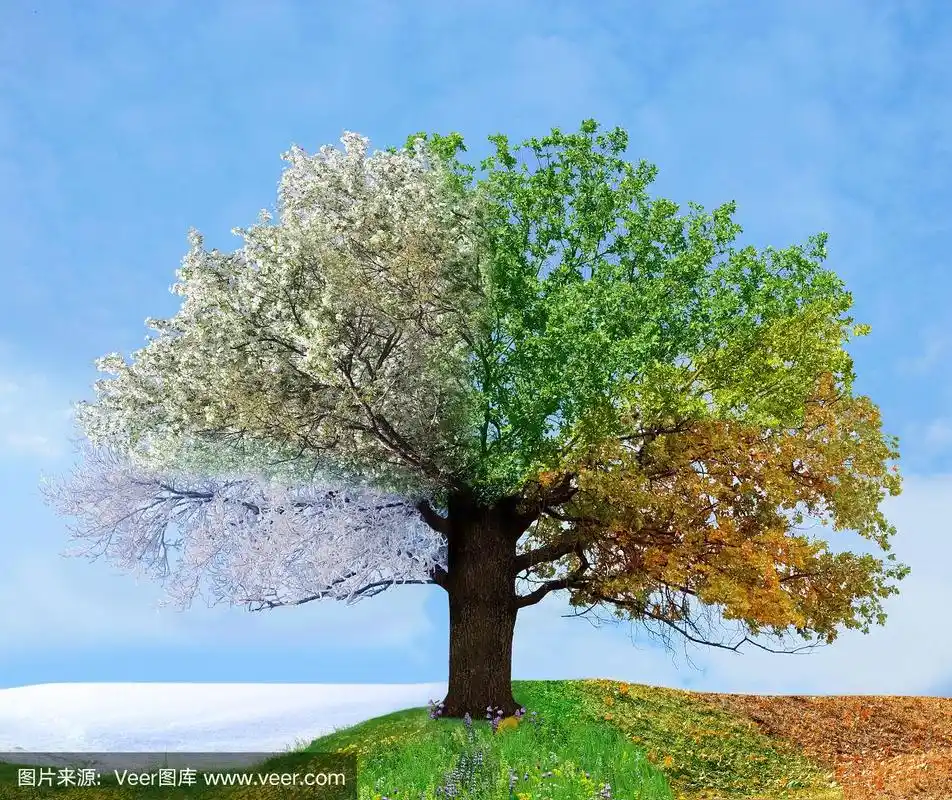 四个季节的树