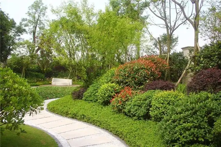 600p植物造景意向图,用得着就留着