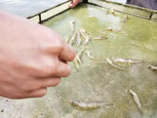 南美白对虾苗种下塘到开口吃料时期的肝脏护理