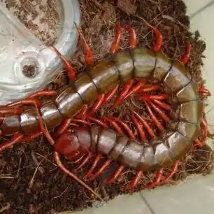 红头蜈蚣,体侧扁长,属有毒蜈蚣,能分泌出毒性较强的毒液,主要以小型