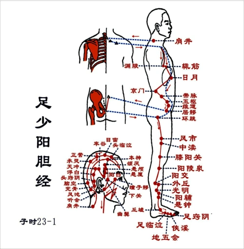 胆经主要穴位的功能及胆经的养护
