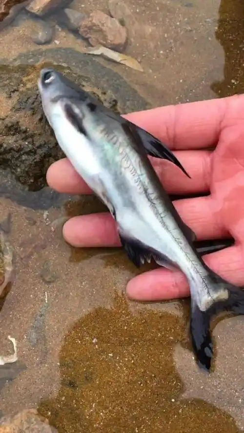 这是一只小鲨鱼宝宝,刚被海水冲上来的