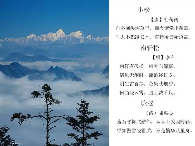 《苍松翠柏》第一课时ppt