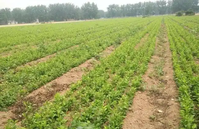 白芷种植需要注意哪些问题