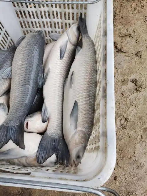 东北青根鱼专卖公司,东北青根鱼批发价格