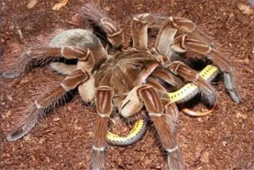 世界上最大的蜘蛛10种巨型蜘蛛大盘点图