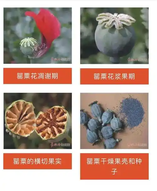 教你如何辨别罪恶之花——罂粟_种植_植物_毒品