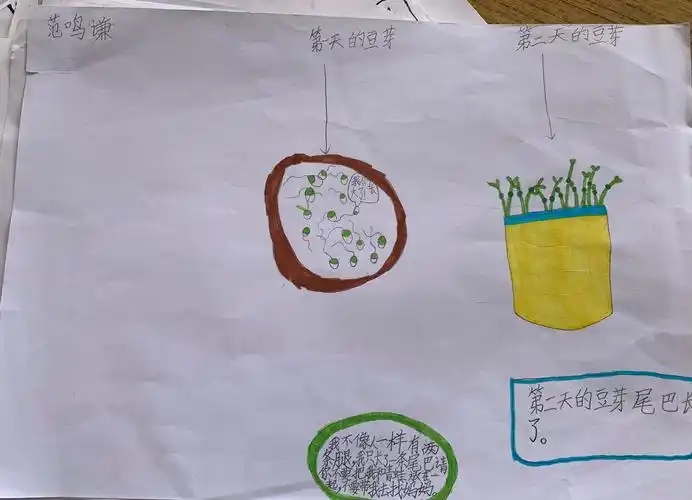 绿豆观察日记展示