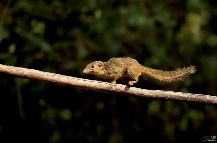 长吻松鼠