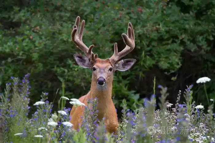 白尾鹿鹿角在春天的草地上