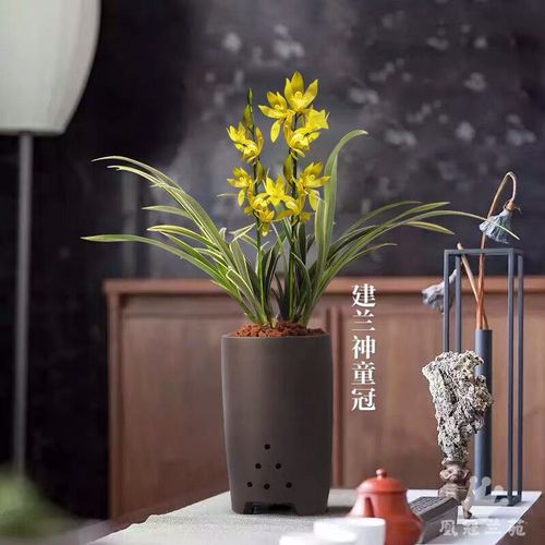 凰冠兰花神童冠四季兰室内浓香花卉植物名贵兰花苗带花苞金边花草