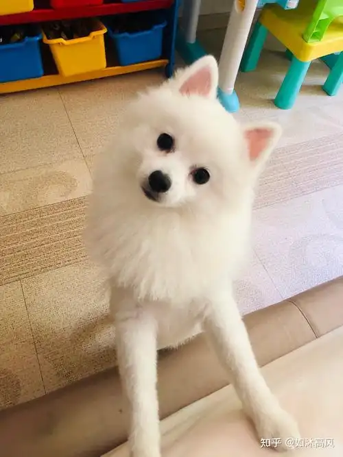 可爱的博美银狐串