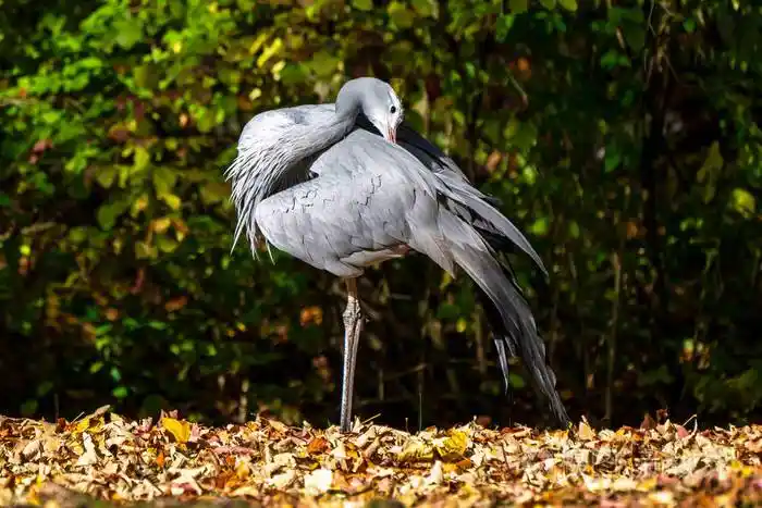 蓝鹤是一种濒临灭绝的鸟类