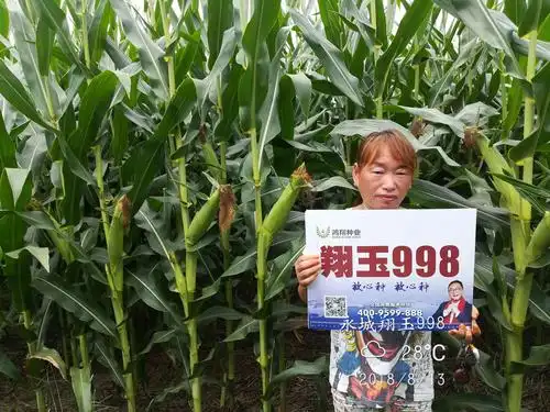 翔玉998永城见面会