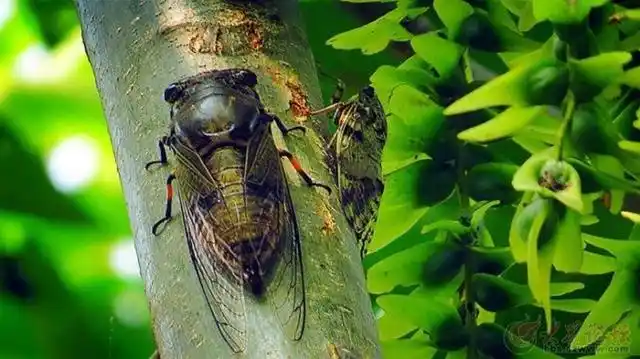 我国大部分地区都有蝉,常见的蝉有三种,从大到小分别是黑蚱蝉,寒蝉和