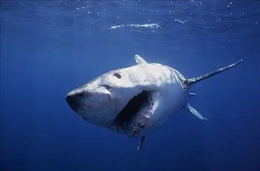大白鲨,沙鲨属,张嘴,全球